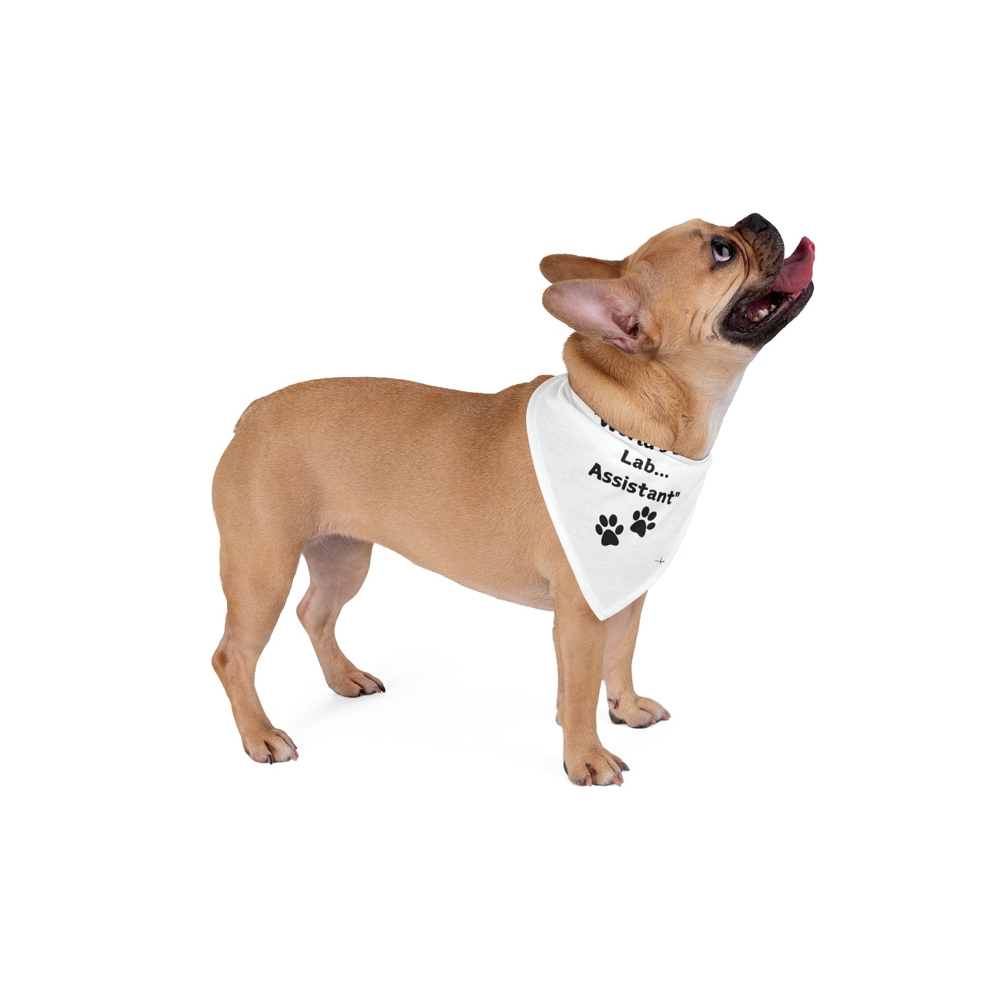 Lab assistant Pet Bandana